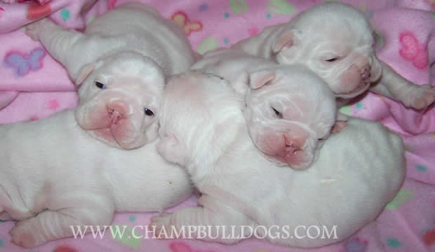 English Bulldog puppies breeders
